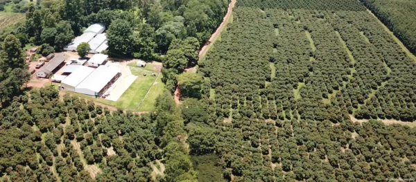 Farfell Coffee Estate